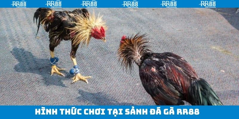 Tổng hợp các hình thức đá gà RR88 ưa chuộng nhất