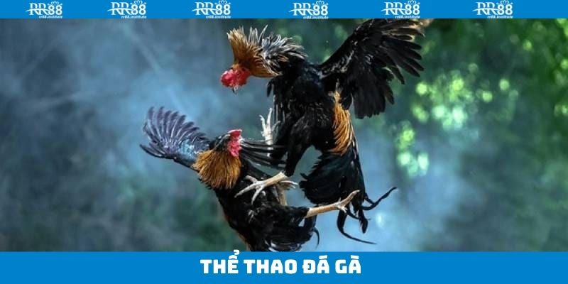 Thể Thao Đá Gà - Nhận Quà Bất Tận Khi Đặt Cược Tại RR88