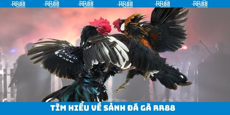 Sơ lược về bộ môn đá gà RR88 hấp dẫn