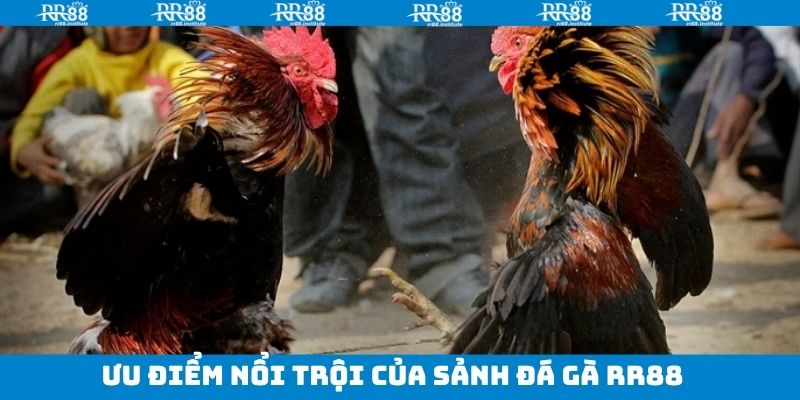 Những ưu điểm nổi trội khi tham gia đá gà tại RR88