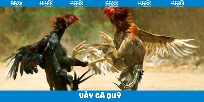 Vảy Gà Quý - Mẹo Tìm Chiến Kê Mà Ai Cũng Muốn Sở Hữu